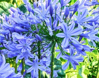 1 Agapanthus - Delft Blue Bareroot/Division from Easy to Grow