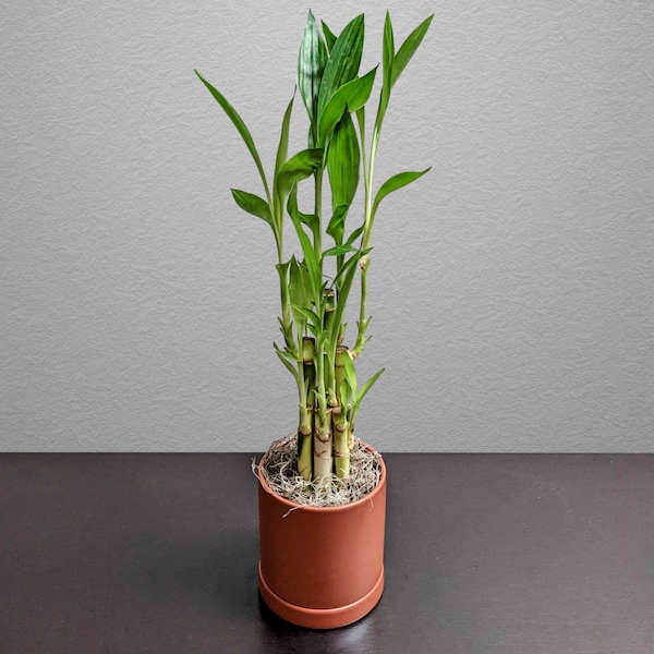 Dracaena Lucky Bamboo from Easy to Grow