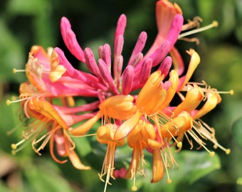 1 Pack Honeysuckle - Gold Flame Potted Plant from Easy to Grow