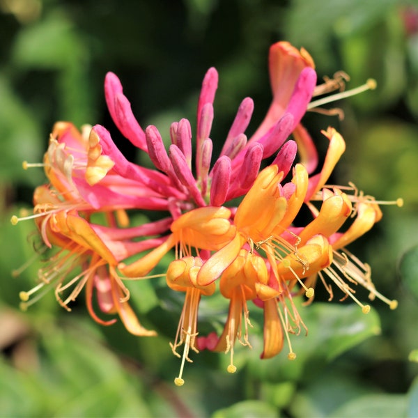 1 Pack Honeysuckle - Gold Flame Potted Plant from Easy to Grow