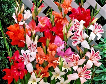 Clearance 30 Gladiolus - Nanus Hardy Easy to Grow Mix Flower Bulbs from Easy to Grow