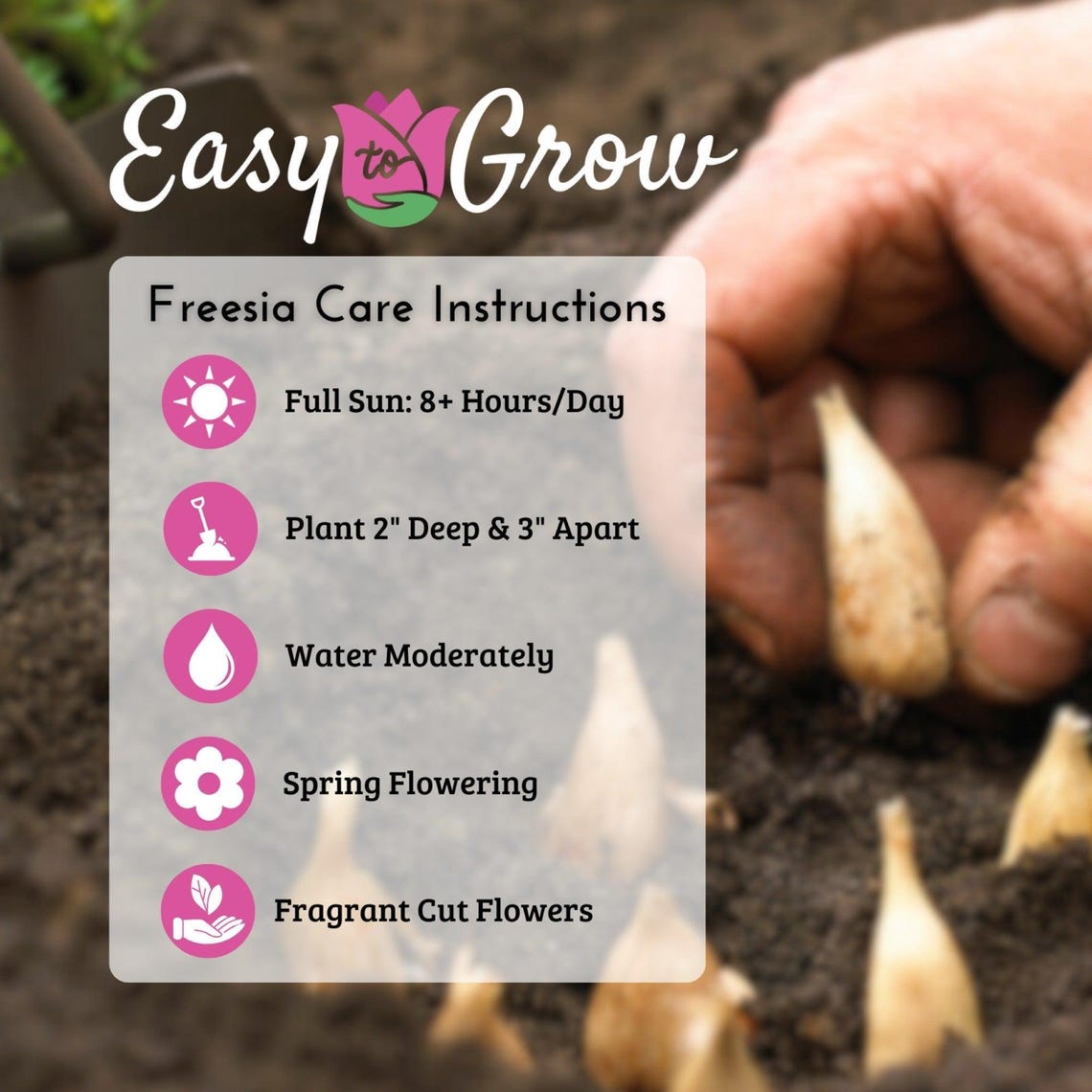 Freesia Sunny Day Collection 45 Bulbs - Fragrant Flowers Bloom in ...