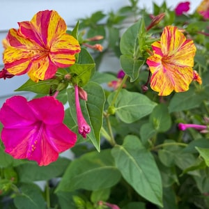 Mirabilis Four O'Clocks 10 Flower Bulbs - Summer Fragrant Multicolor Blooms in Sun, Easy to Grow