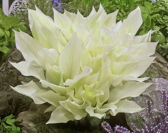 Hosta White Feather 3 Roots - Summer Flowers Bloom in Shade, from Easy to Grow