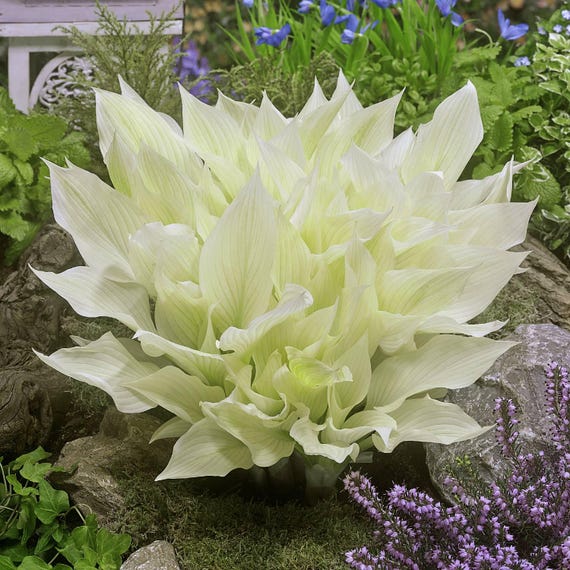 Hosta White Feather 3 Roots - Summer Flowers Bloom in Shade, from Easy to Grow