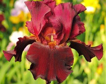 Bearded Iris 'Bernice's Legacy' Bulbs-Rhizomes - Red Flowers, Spring and Fall Blooming Gardens from Easy to Grow