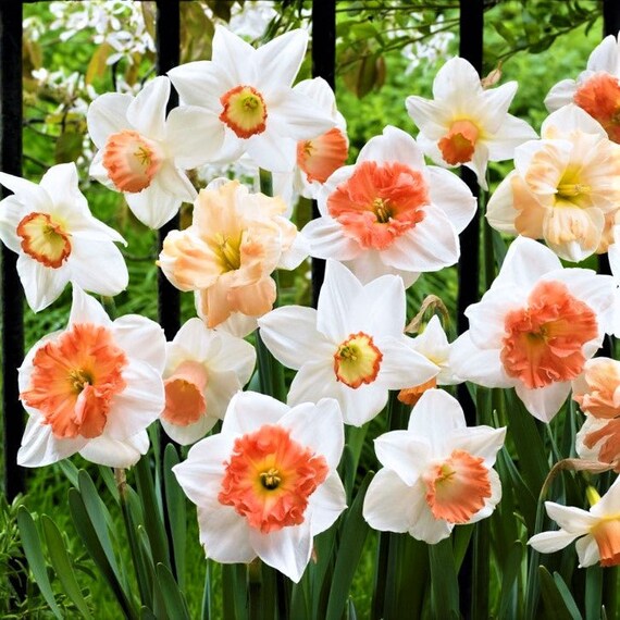 30 Narcisse Jonquille jolie en rose mélanger les bulbes de - Etsy Canada