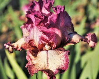 Bearded Iris Rock Star Plant Bulbs - Maroon Purple Flowers in Spring & Fall, Easy to Grow