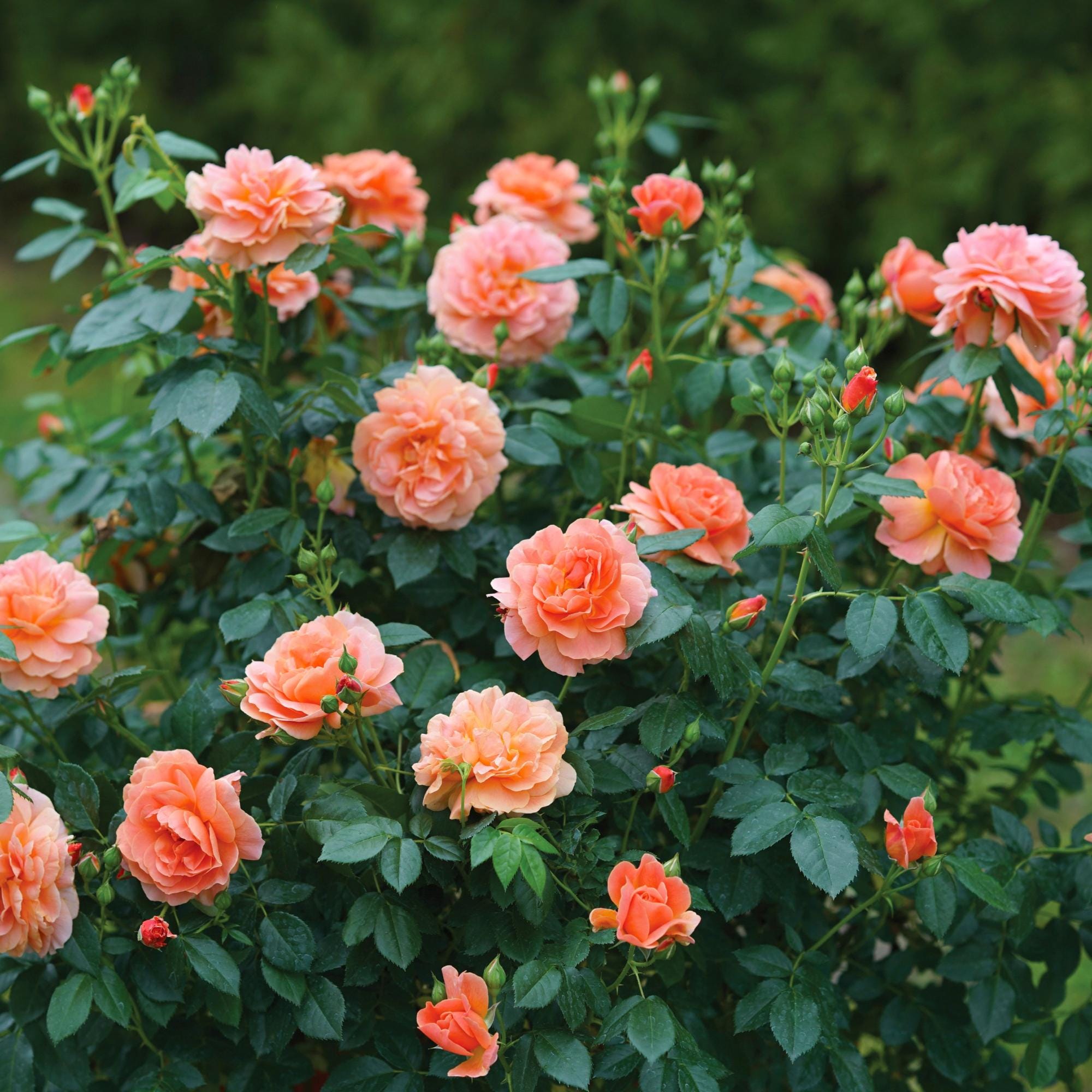 Rose At Last - 2 Potted Landscape Shrub Plants from Easy to Grow, Fragrant Flowers