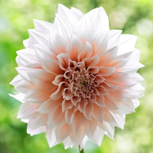 Clearance 3 Dahlia Cafe au Lait Divisions Multiple Tubers from Easy to Grow imagem 1