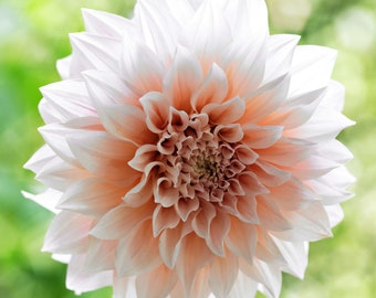 Clearance 3 Dahlia - Cafe au Lait Divisions (Multiple Tubers) from Easy to Grow