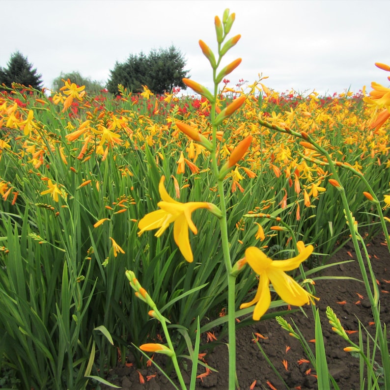 Easy to Grow Bulbs Crocosmia George Davidson - Thumbnail 4