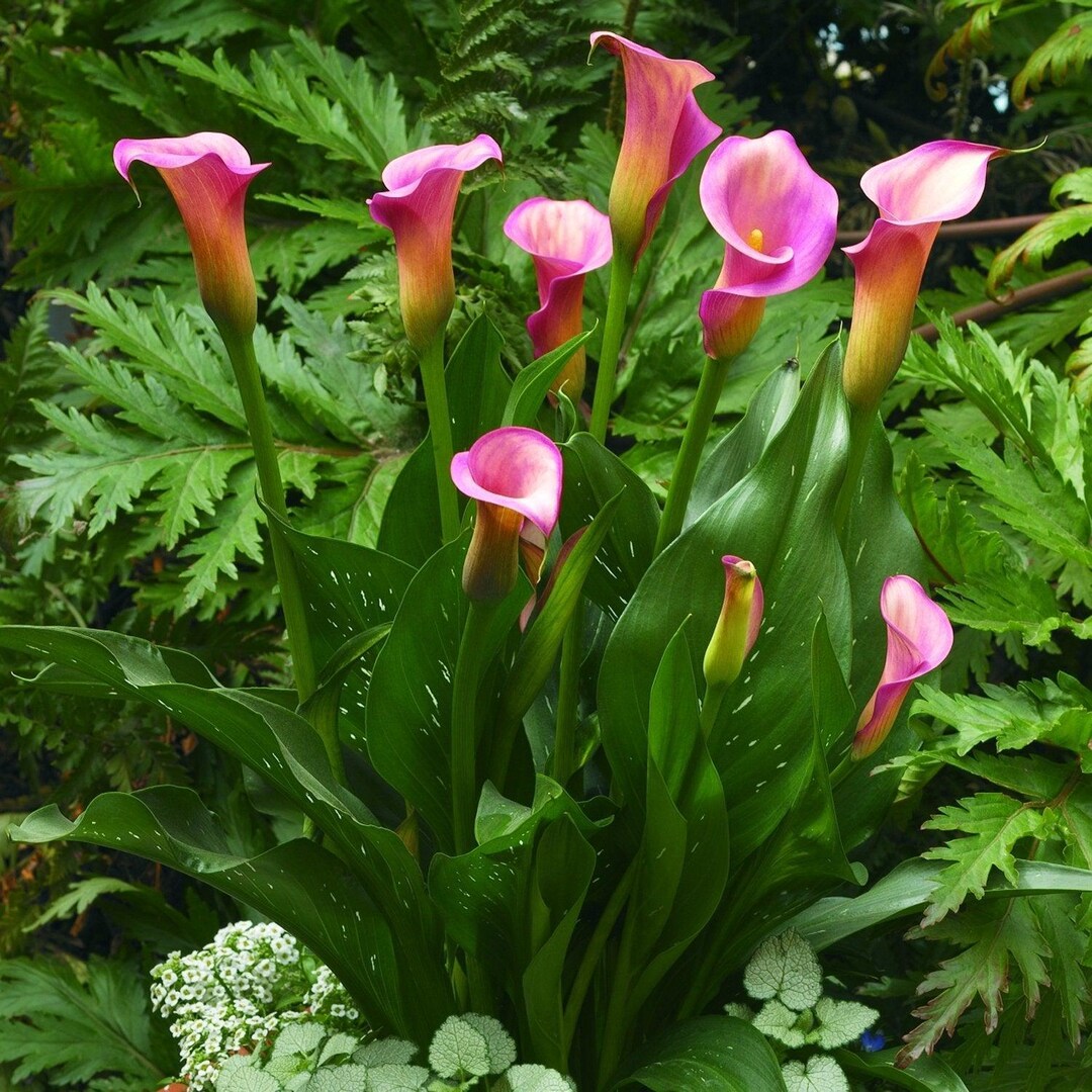 Calla Pillow Talk 3 Bulbs - Bright Pink & Yellow Summer Flowers Bloom ...