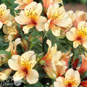 Alstroemeria Apricot 2 Potted Plants - Summer Yellow & Apricot Blooms in Partial Sun, Quart Pot from Easy to Grow (Peruvian Lily)