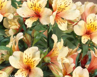 Alstroemeria Apricot 2 Potted Plants - Summer Yellow & Apricot Blooms in Partial Sun, Quart Pot from Easy to Grow (Peruvian Lily)