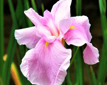 Japanese Iris Pink Lady 1 Bulb Division - Spring to Summer Pink Blooms, Tolerates Wet Soils, Easy to Grow