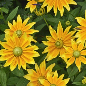 Rudbeckia Prairie Sun 2 Potted Plants - Rooted in Quart Pots, Summer Orange-Yellow Blooms, Easy to Grow