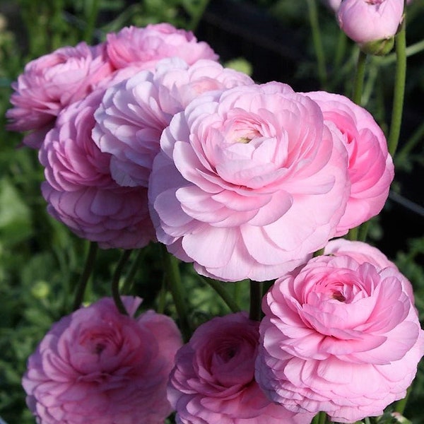5 Italian Ranunculus - Elegance Rose Chiaro Flower Bulbs from Easy to Grow