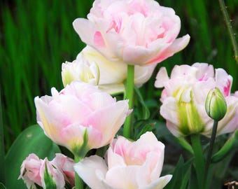 Tulip Angelique 10 Flower Bulbs - Spring Blooms, Zones 3-8, Double Group, Easy to Grow