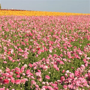 10 Ranunculus asiaticus Tecolote 'Pink' Persian Buttercup Flower Bulbs from Easy to Grow image 5