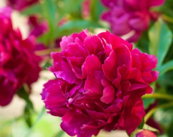 Clearance - 1 Peony Big Ben Bareroot/Division from Easy to Grow