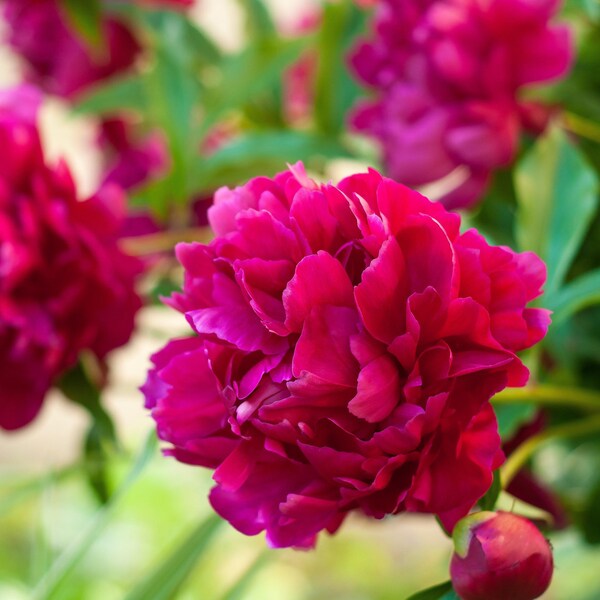 Clearance - 1 Peony Big Ben Bareroot/Division from Easy to Grow