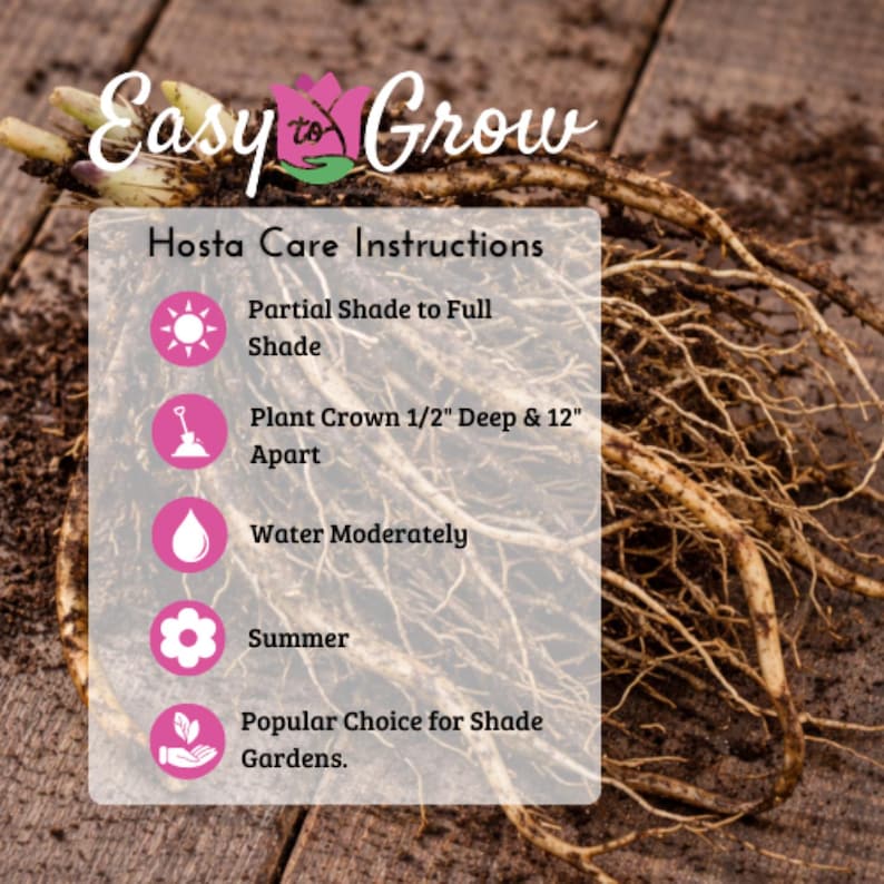 Hosta Bumper Crop Mix 10-30 Roots, Summer Blooms in Shade, from Easy to Grow image 5