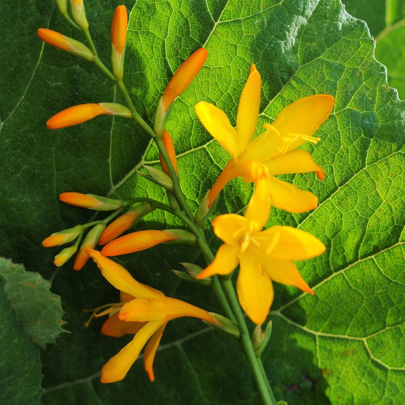Easy to Grow Bulbs Crocosmia George Davidson - Thumbnail 2