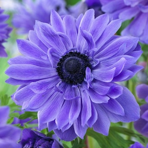 Anemone Lord Lieutenant 20 Flower Bulbs, Spring Blooms Full Sun Outdoor Zones 7-10