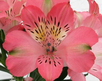 3 Pack Alstroemeria - Coral Potted Plant from Easy to Grow