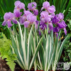 Iris Pallida Variegated White Dalmatian 1 Quart Potted Plant - Spring Summer Blooms, from Easy to Grow
