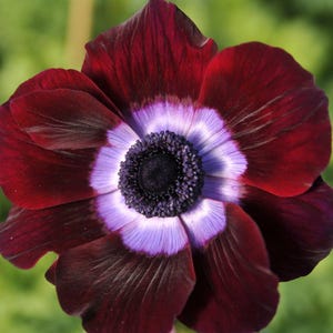 Italian Anemone Mistral Bordeaux 10 Flower Bulbs from Easy to Grow