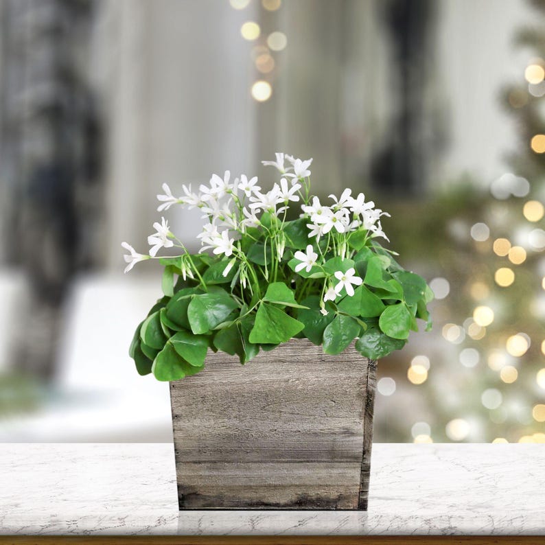 Easy to Grow Bulbs Oxalis Regnellii Lucky Shamrock - Thumbnail 2