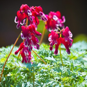 Dicentra Burning Hearts 1 Plant Root, from Easy to Grow (Bleeding Heart)
