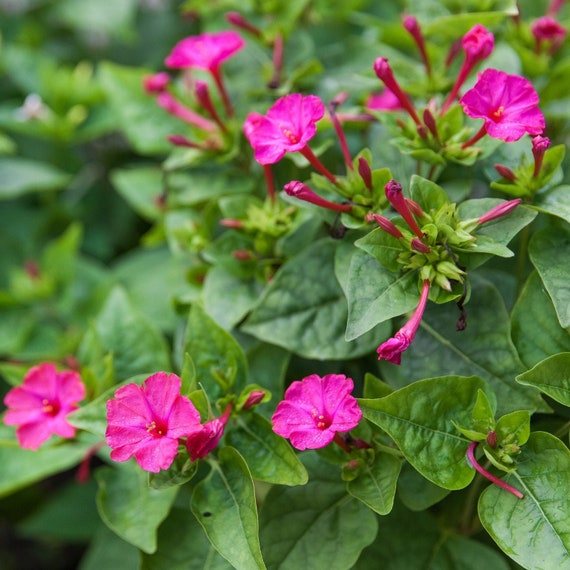Mirabilis Four O Clock 10 Bulbs Etsy Mirabilis Four O Clock 10 Bulbs Etsy