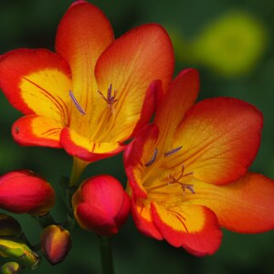 Clearance - 15 Freesia - Single Bi-Color Flower Bulbs from Easy to Grow