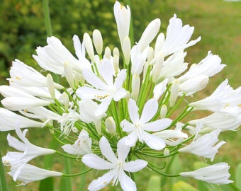 Clearance - 1 Agapanthus Glacier Stream Bareroot/Division from Easy to Grow