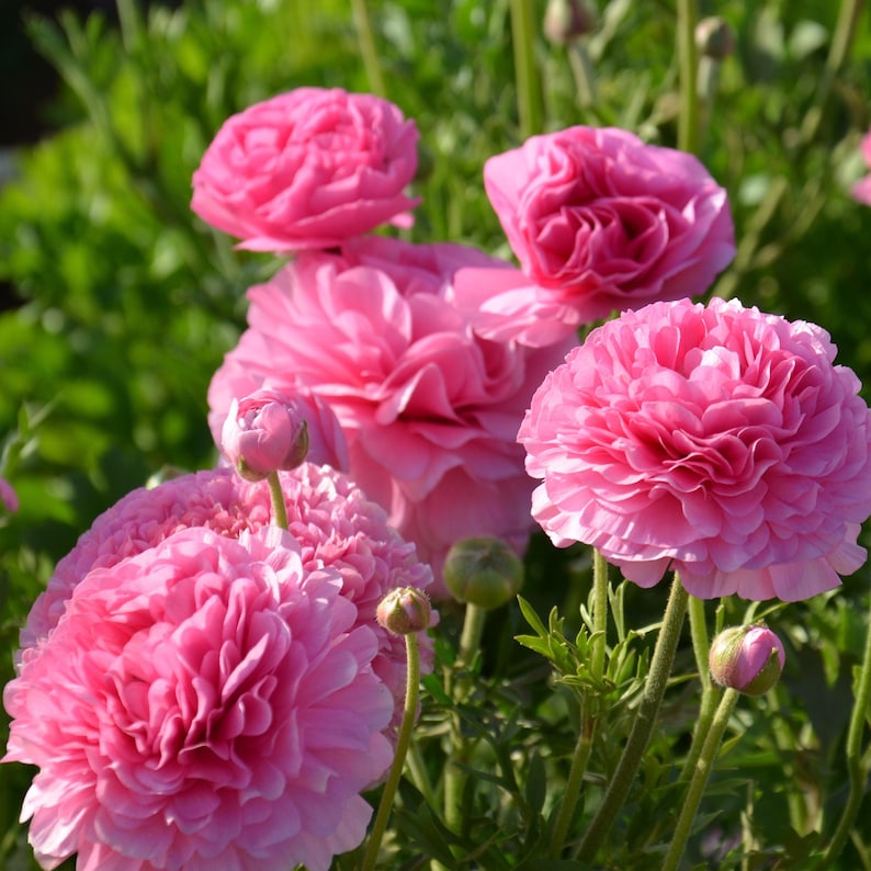 10 Ranunculus asiaticus Tecolote 'Pink' Persian Buttercup Flower Bulbs from Easy to Grow image 4