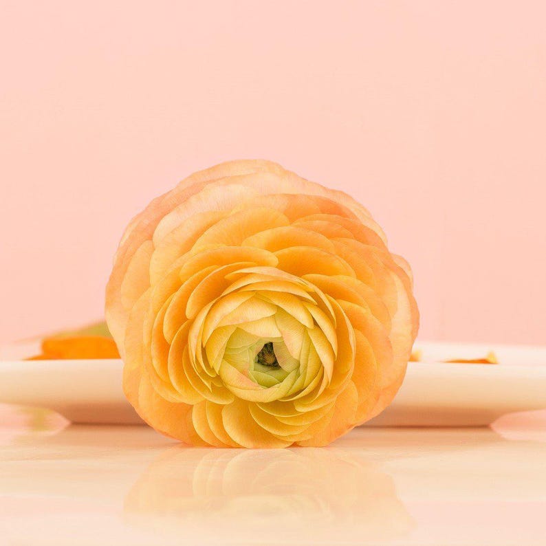 Easy to Grow Bulbs Ranunculus Tecolote