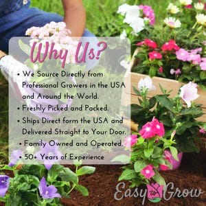 Peonía Moon of Nippon 1 División de raíz - Primavera, fragante, flores blancas y amarillas a pleno sol, fácil de cultivar. imagen 6