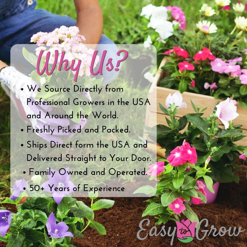 Peonía Moon of Nippon 1 División de raíz - Primavera, fragante, flores blancas y amarillas a pleno sol, fácil de cultivar. imagen 6