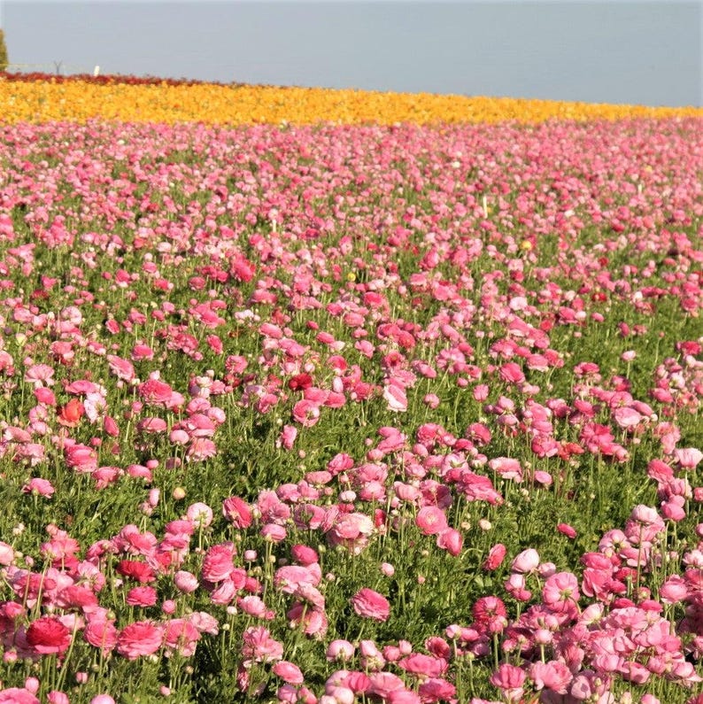 Ranunculus Pink 10 Buttercup Flower Bulbs - Spring Blooms Full Sun in Temperate Sun, from Easy to Grow image 5
