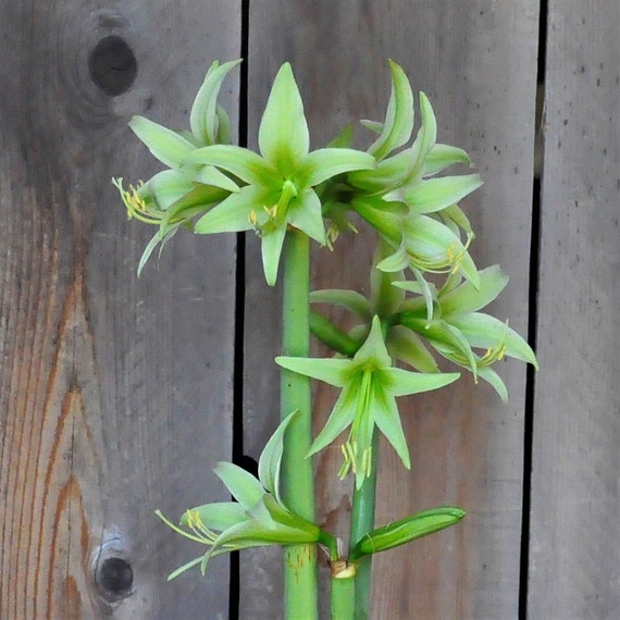Christmas Flower Great for Winter Forcing Nice Sized Bulb Charisma Amaryllis Bulb Unique Gift for The Gardening Lover in Your Life