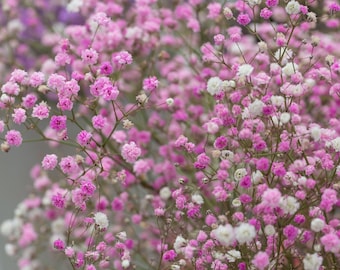 Gypsophila Baby's Breath Pink 3 Roots - Summer to Fall Dark to Light Pink Blooms, from Easy to Grow