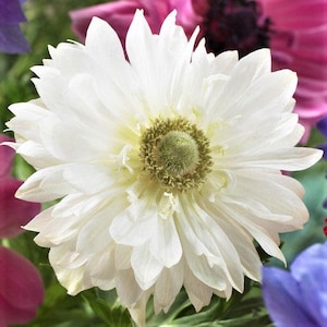 Anemone Mount Everest 20 Flower Bulbs from Easy to Grow