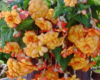 Begonia Hanging Picotee Yellow Red 3 Flower Bulbs - Summer Tropical Blooms, from Easy to Grow