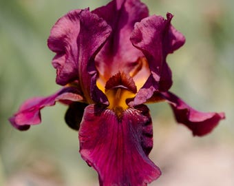 Bearded Iris Bernice's Legacy - Plant Bulbs, Crimson Flowers in Spring & Fall, Easy to Grow