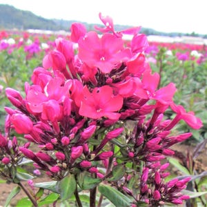 Phlox Starfire 1 Root - Summer Fragrant Hot Pink Blooms in Sun, from Easy to Grow