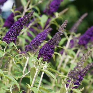 Buddleia Butterfly Bush Buzz Midnight 1 Potted Plant - Summer Fragrant Dark Purple Blooms, Quart Pot from Easy to Grow