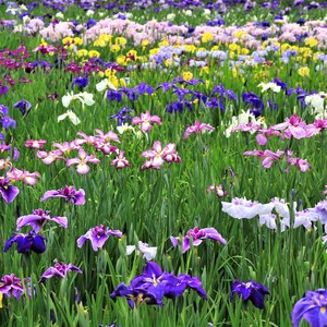 Japanese Iris Zen Garden Mix 5 Rhizome Divisions - Spring to Summer Blooms in Sun, from Easy to Grow immagine 2